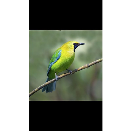 BURUNG CUCAK RANTING JANTAN PILIHAN READY