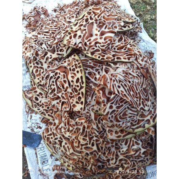 

500 gram sarang semut papua frees asli original basah