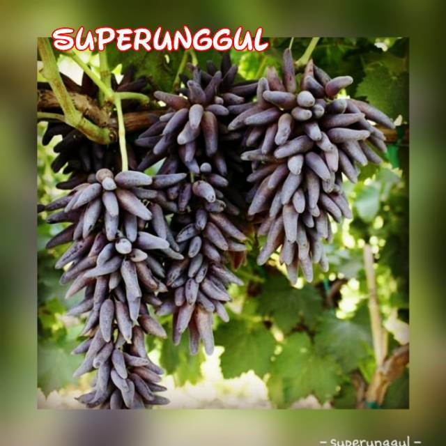 Bibit anggur import witch finger