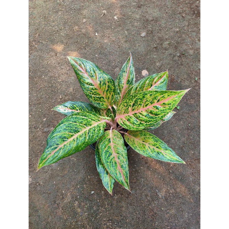 Aglonema TEMBAGA GREG - Koleksian (Murah)