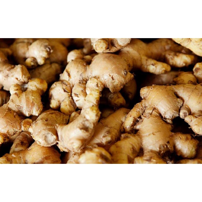 

Jahe Bumbu Dapur 250 gram SAYUR PRAKTIS ONLINE BANDUNG