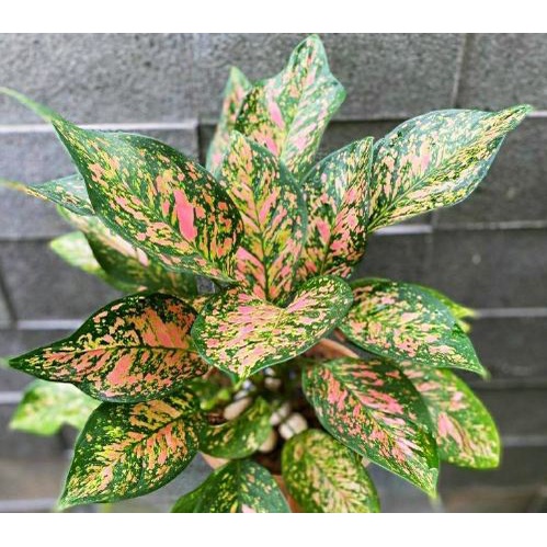 AGLONEMA RUBY DEWASA