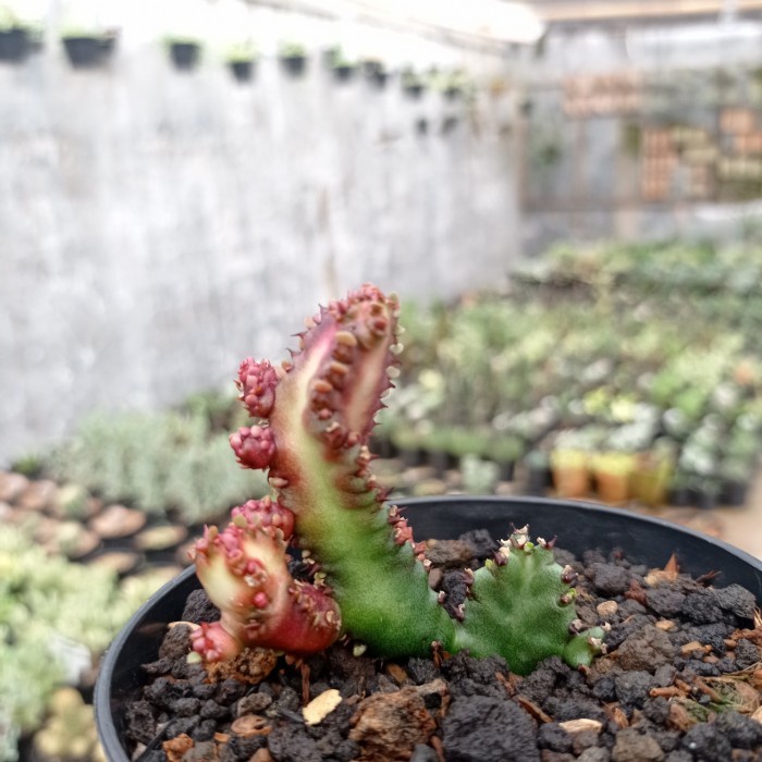 euphorbia lactea red dragon KAKTUS SUKULEN TANAMAN HIAS