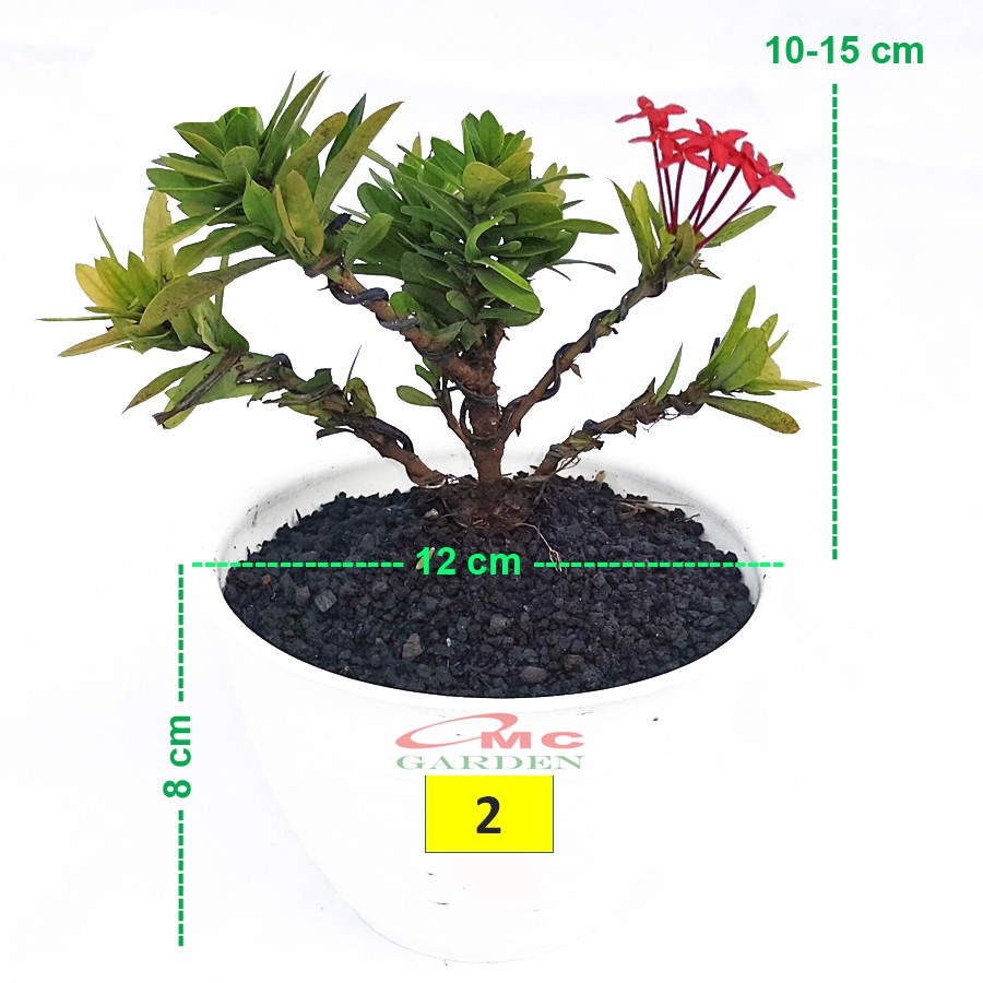 Tanaman Hias Bonsai Bonsae Mame Soka Mini Asoka Jepang Ixora Merah