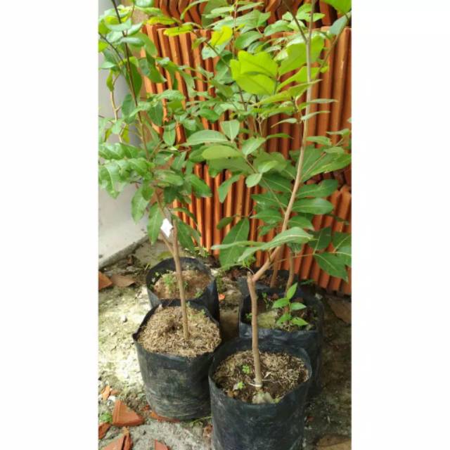 

Kelengkeng Poangray Kualitas Super
