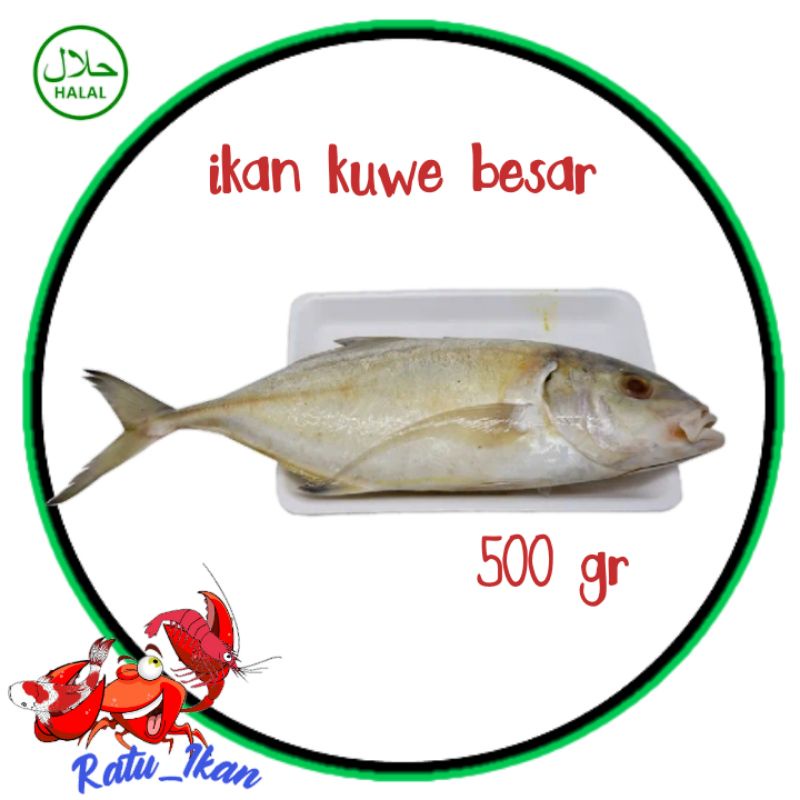 

ikan kuwe Besar [500gram] ratu_ikan