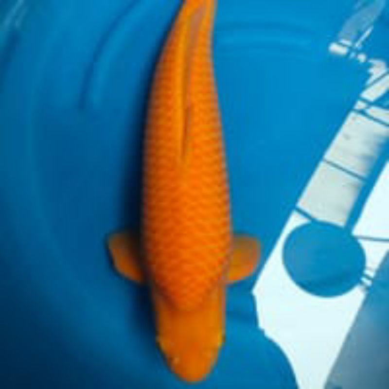 

ikan koi benigoi berkulitas A size 15-18 cm