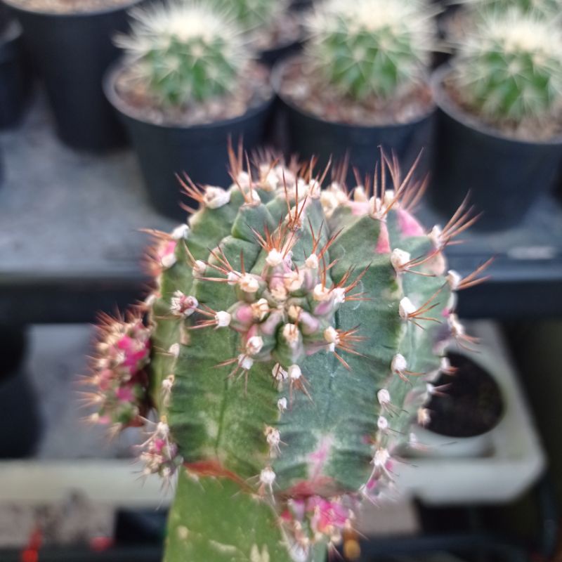 Kaktus Gymno Pink Diamond Kaktus Pink Diamond Potelan Kaktus Murah