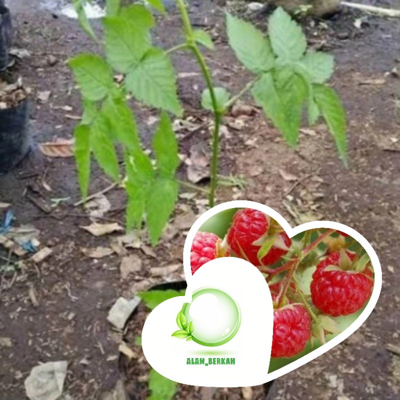 Bibit pohon buah raspberry/tanaman buah raspberry