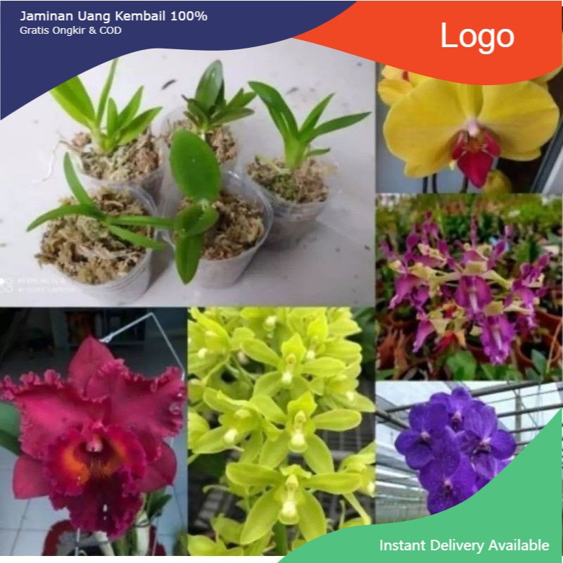 (COD) BIBIT ANGGREK DENDRO PAKET 5 JENIS ANGGREK