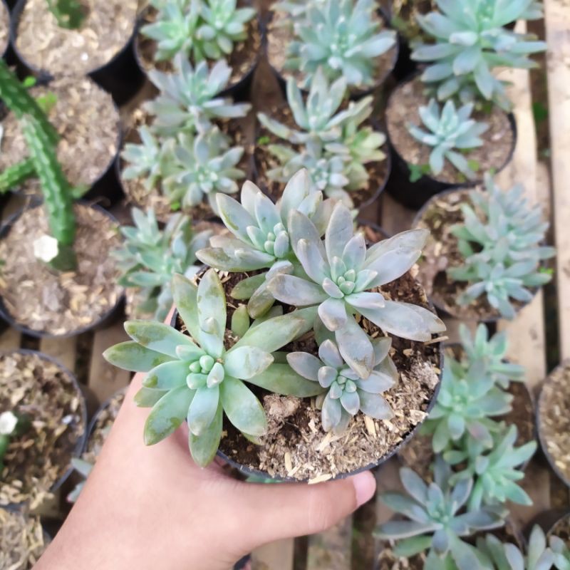 sukulen Graptopetalum Fransesco baldii