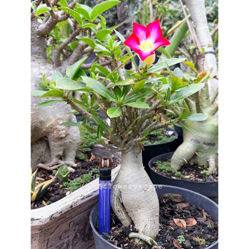 Adenium Cabang seribu super
