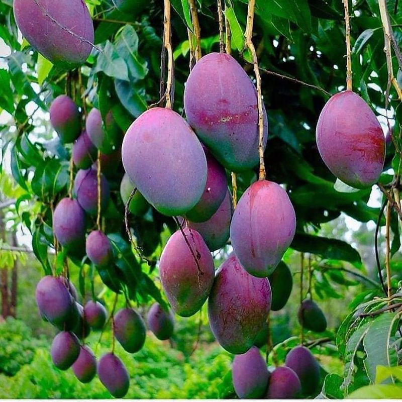

Boster buah terlaris
