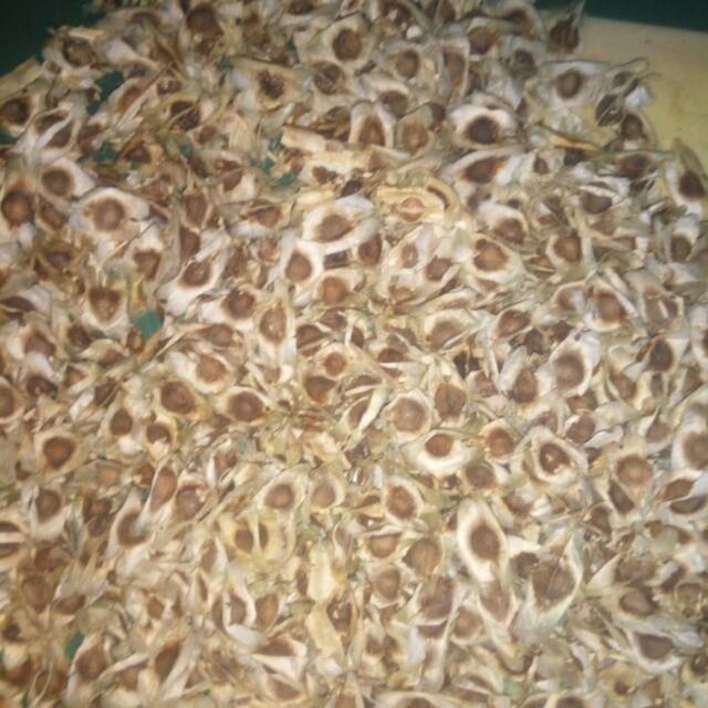

Biji kelor