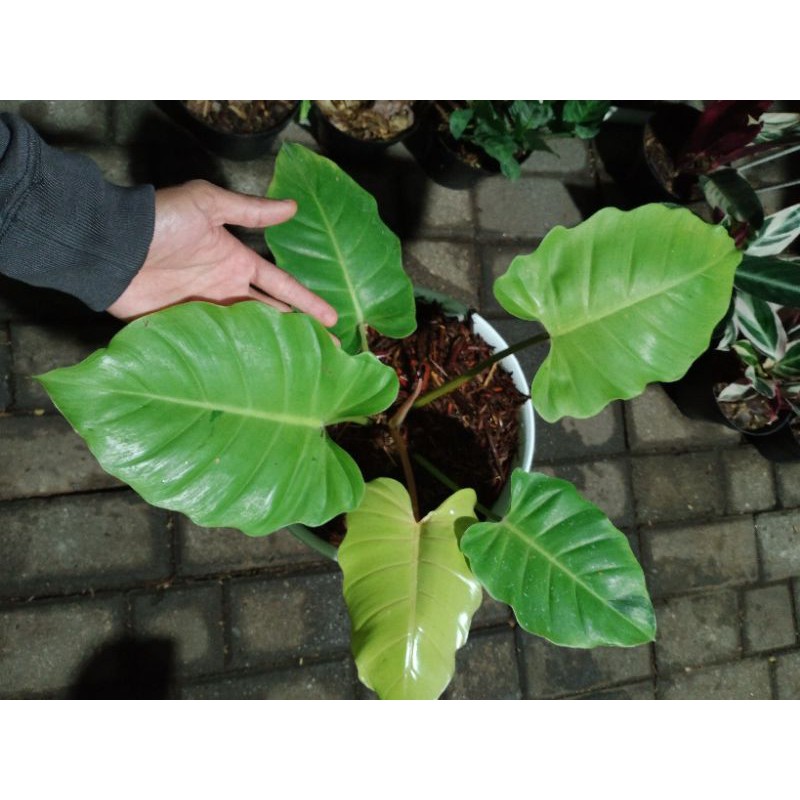 Philodendron snowdrift