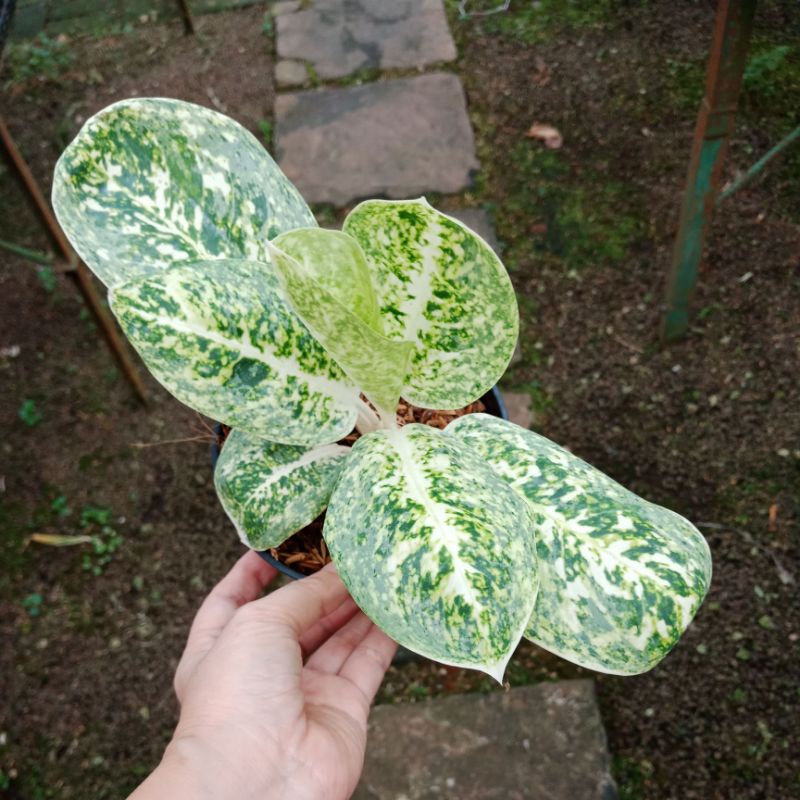Tanaman hias aglonema milky way