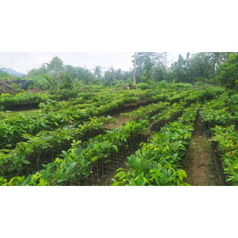 

BIBIT KELENGKENG NEW CRISTAL