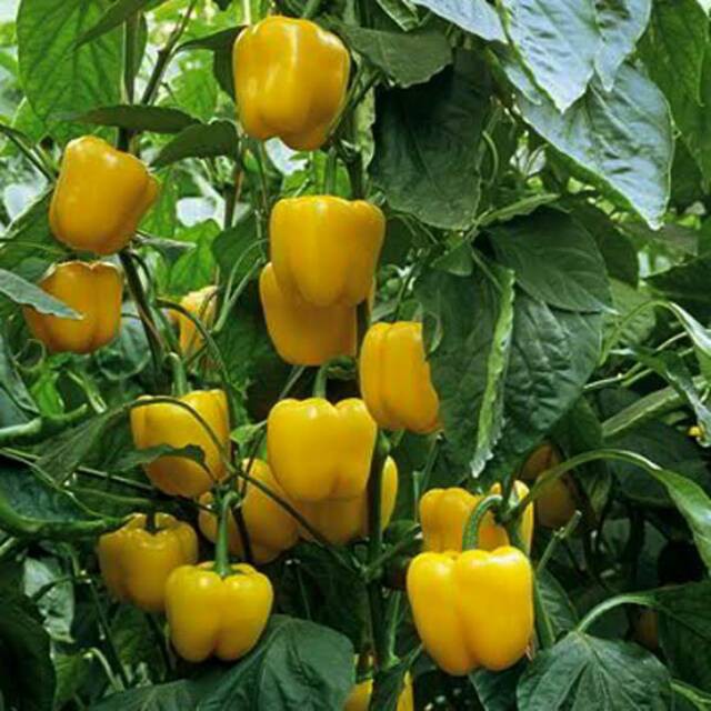 4 Bibit Paprika Kuning F1 Golden Star Sayuran Benih Unggul Known You Seed Tanaman Sayur Seribuan