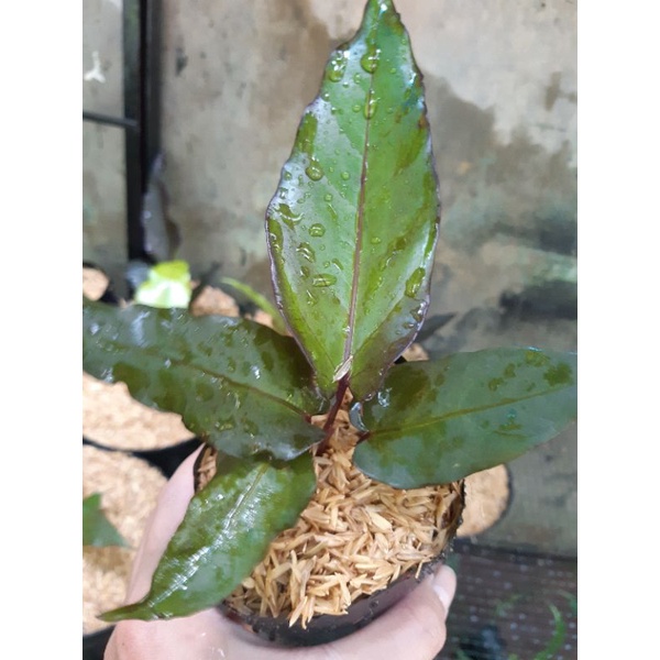 anthurium paketan black beuty dan golden keris