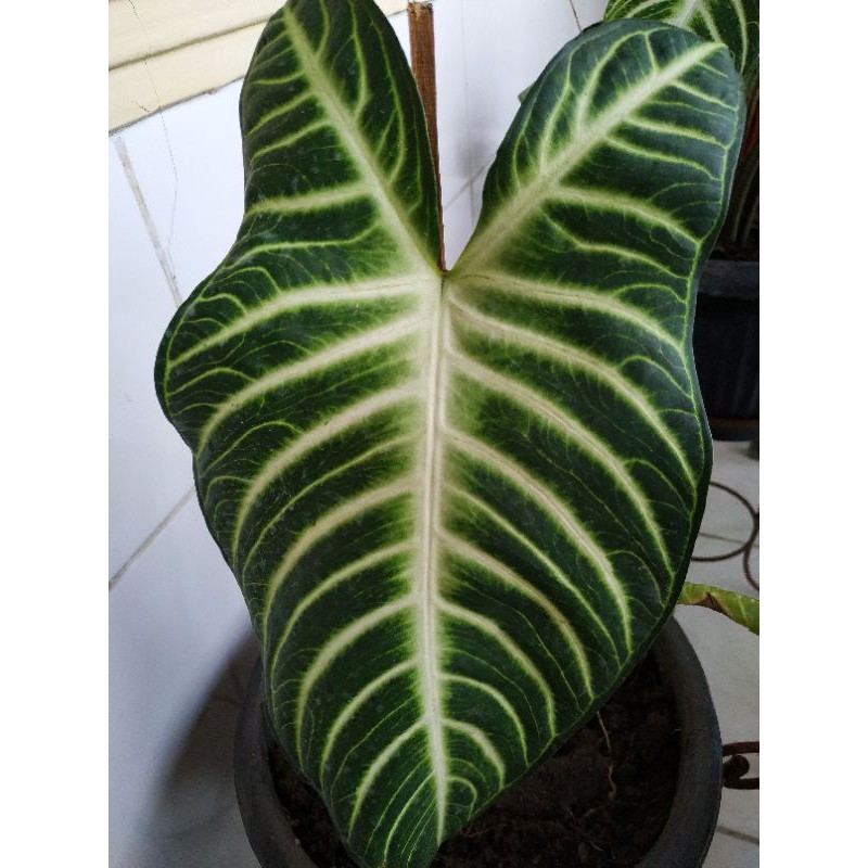 Tanaman Hias Keladi Zebra