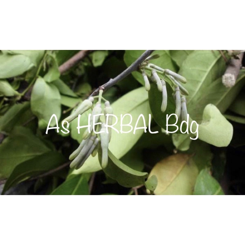 

Benalu Jambu Air segar 500 gram petik langsung-az