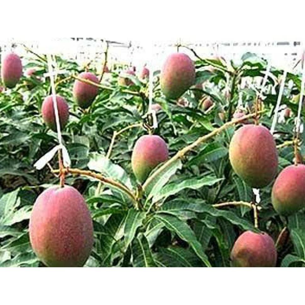 BIBIT OKULASI BENIH BIJI BUAH MANGGA MIYAZAKI -ASAL DARI JEPANG- MANGGA TERMAHAL DI DUNIA FREE IBR