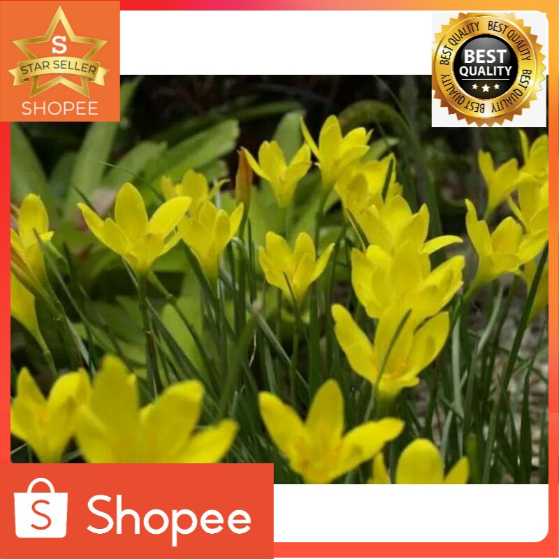 Tanaman hias lili hujan kuning