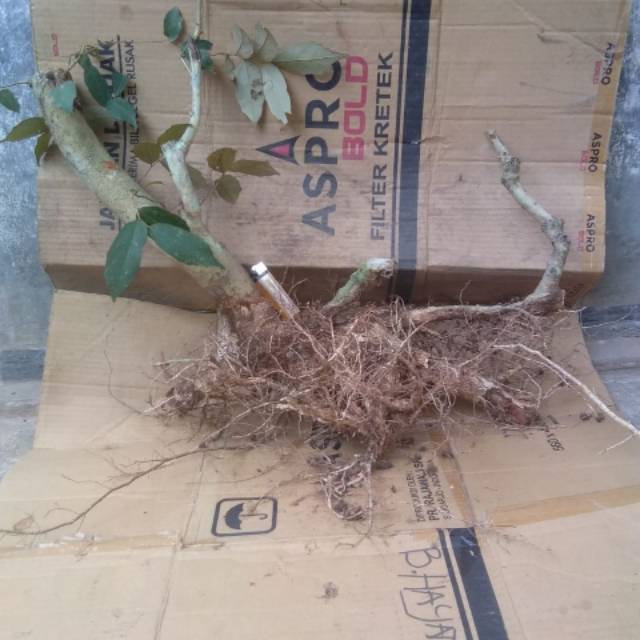 Bahan bonsai walikukun super berkarakter