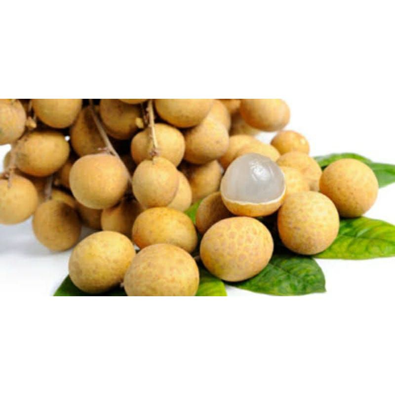 

Lengkeng - Buah Kelengkeng Manis Segar Klengkeng Fresh Super Manis