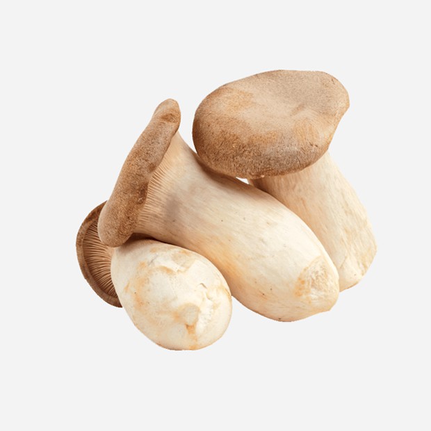 

Jamur King Oyster Besar Segar