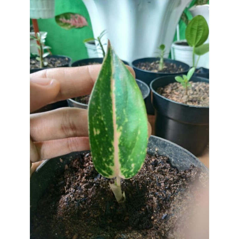 Aglonema-Red kochin- Anakan