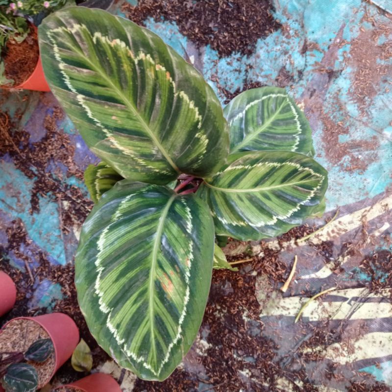 Tanaman hias calathea lindeni - calathea lindeni - jual calathea linde