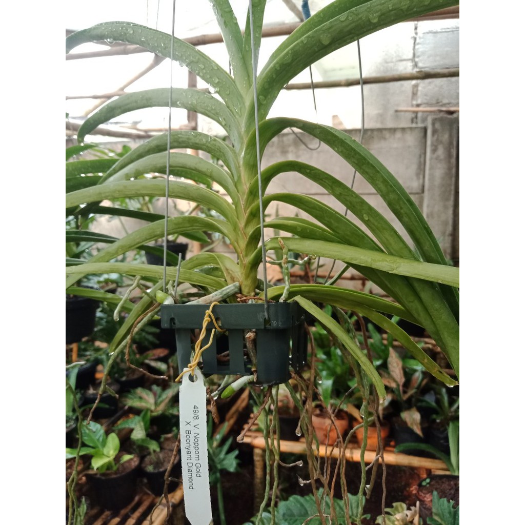 pot tanaman anggrek vanda 10 x 10