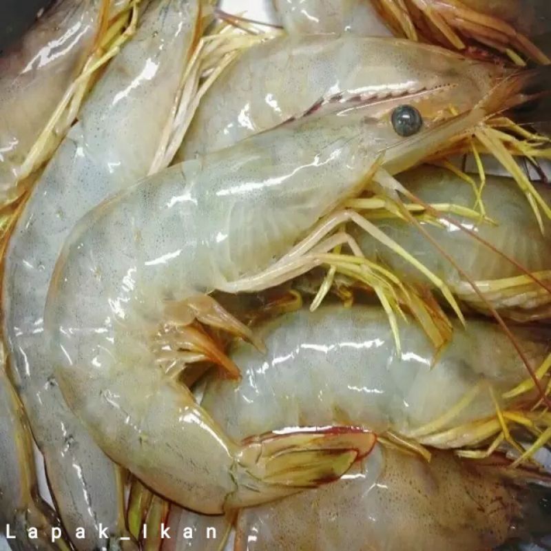 

Udang Jerbung Udang Laut Segar 1Kg Hasil Laut Segar