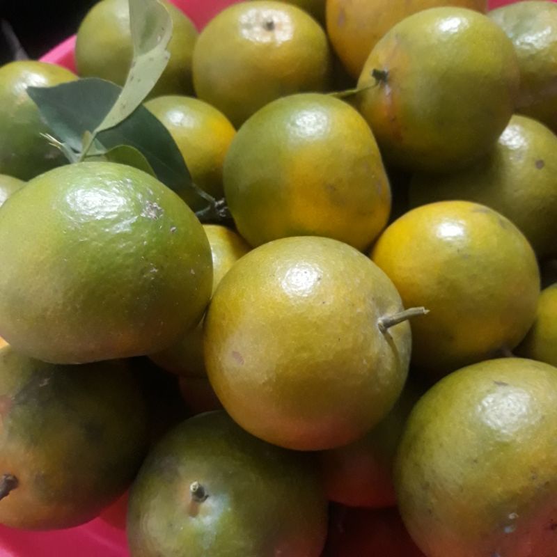 

Jeruk Peres / Buah Jeruk Peresan 1 kilo