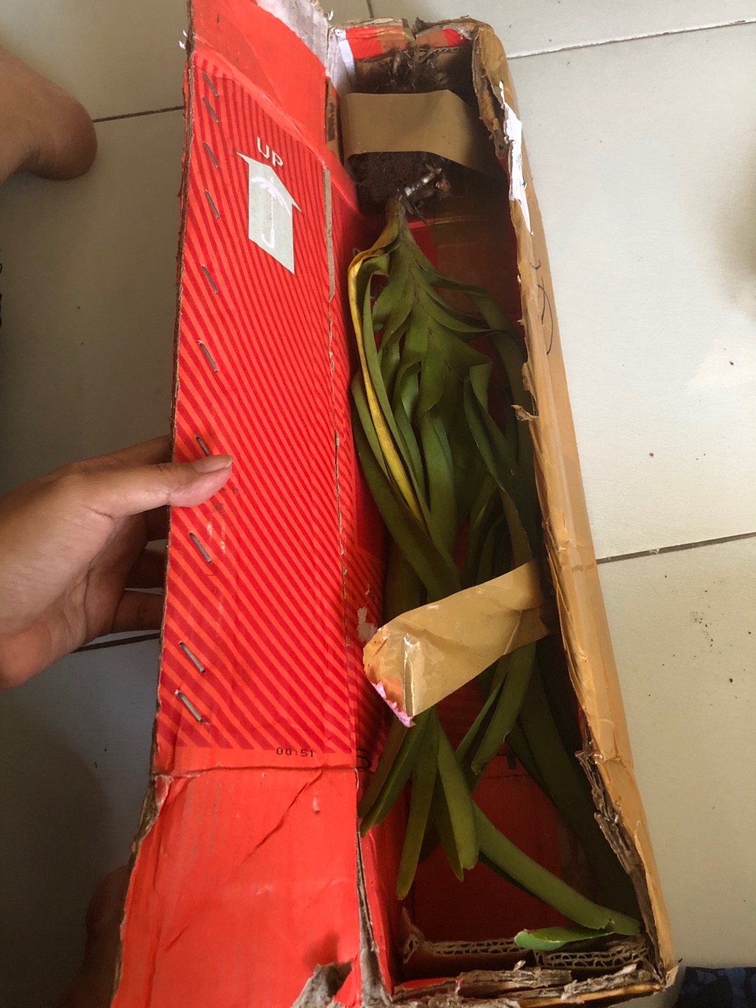 Anggrek Vanda Dewasa Jumbo (tricolor)