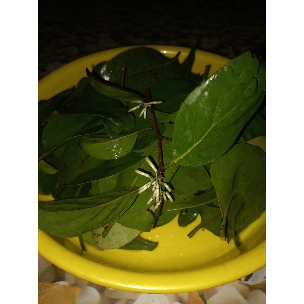benalu mangga