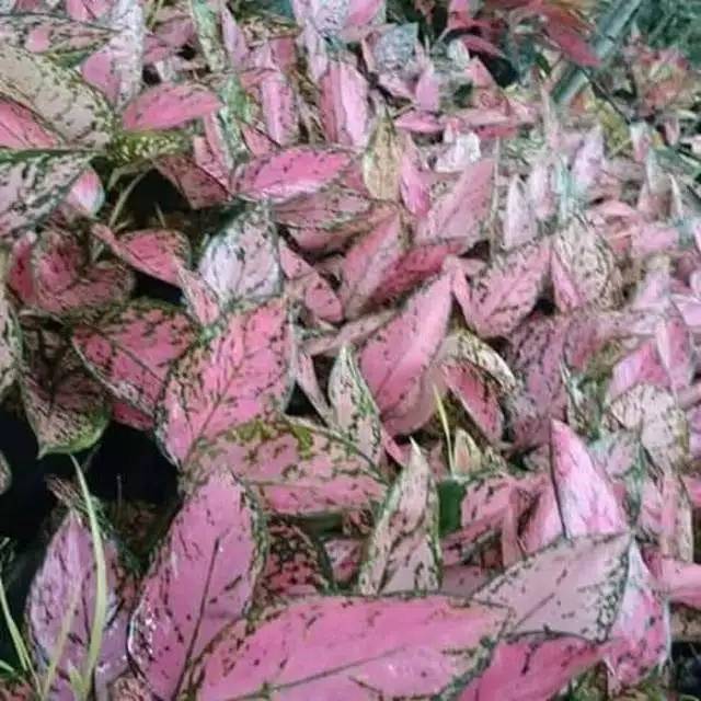 Tanaman hias aglonema lady valentine - aglonema valentine