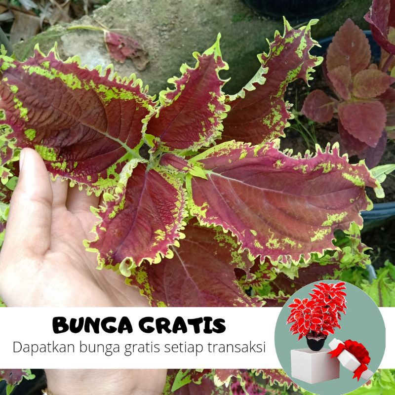 BUNGA MIANA / MIANA STEK / MIANA HIDUP / BUNGA HIDUP / MIANA MURAH / MIANA PREMIUM / BIBIT MIANA