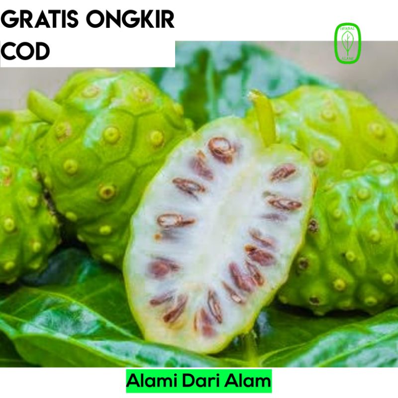 

Buah Obat Herbal Alami Mengkudu Pace Segar Organik COD