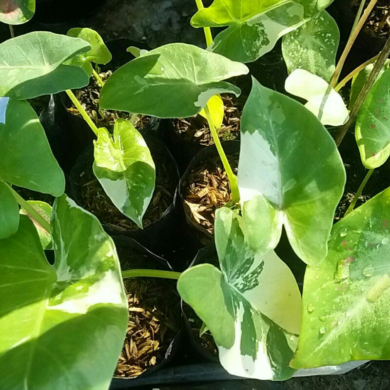 senthe variegata / alocasia variegata