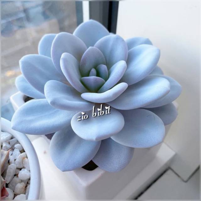 Benih-Bibit-Biji Kaktus Hias Mini Tanaman Kaktus Aurora