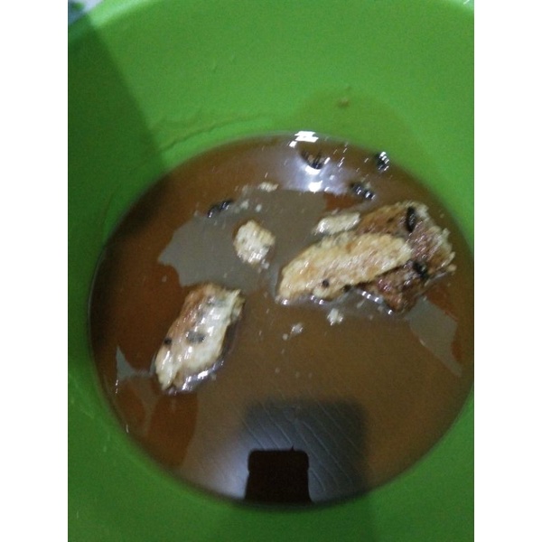 

Madu hutan sumatera