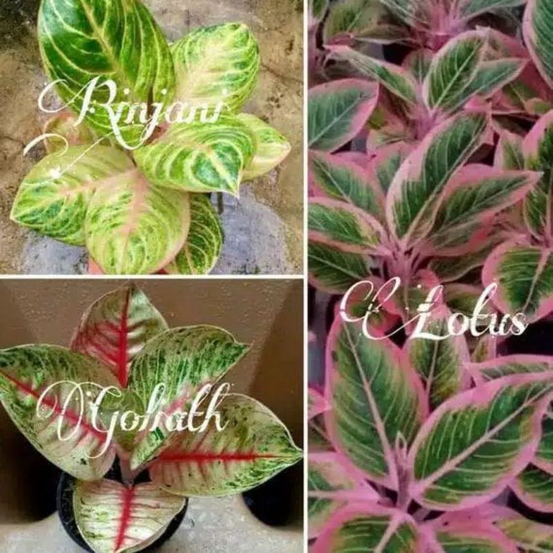 paket 3 bonggol aglonema