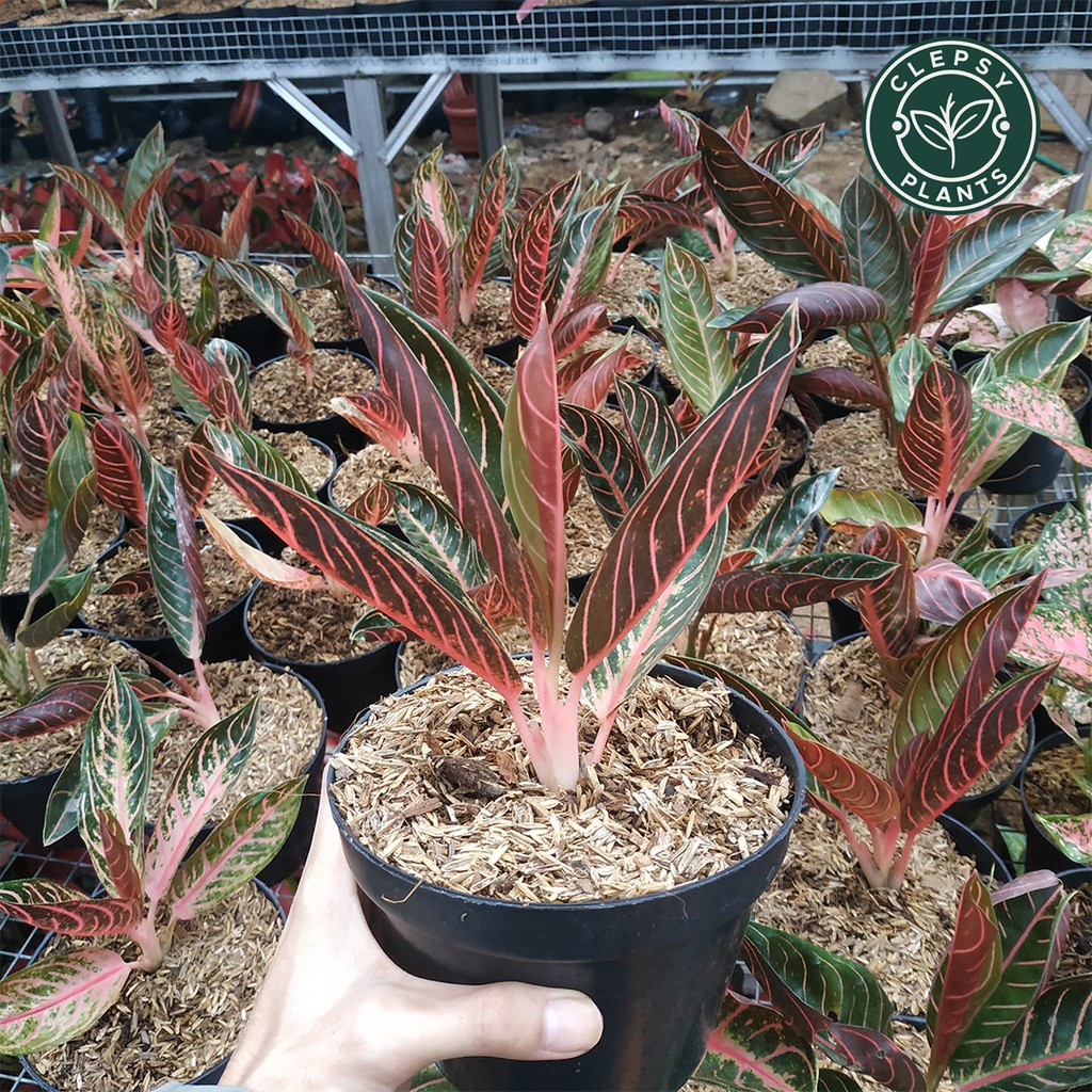 

aglonema red sumatra