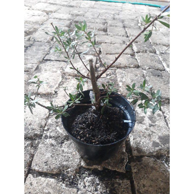 BIBIT SANTIGI. bahan bonsai santigi/kayu stigi bisa buat tasbih