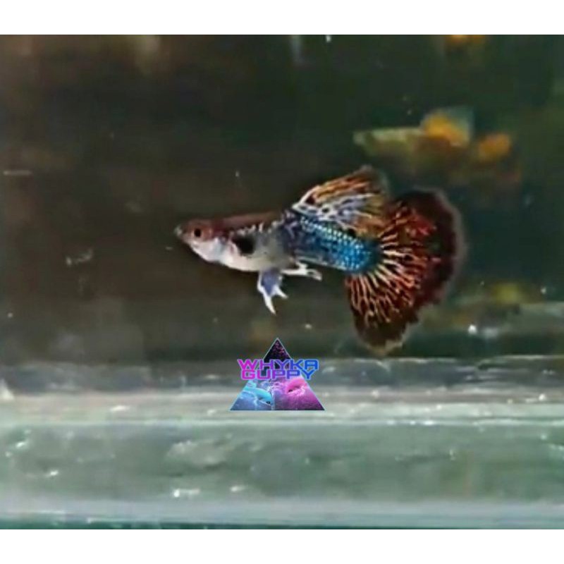 

Ikan Guppy Red Dragon