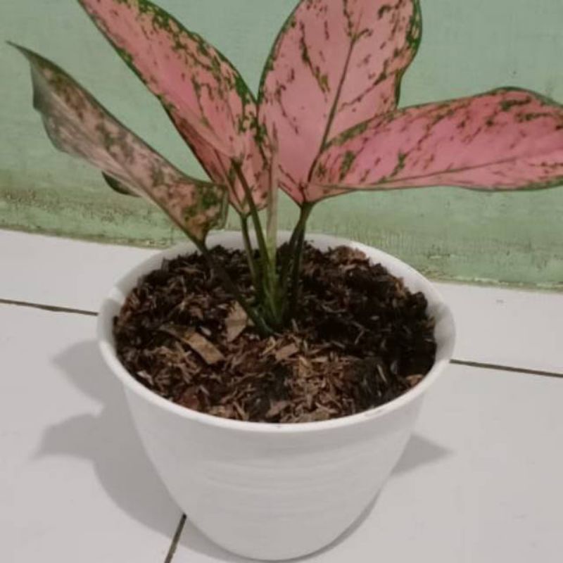 Tanaman hias Aglonema lady valentine-valentin anakan