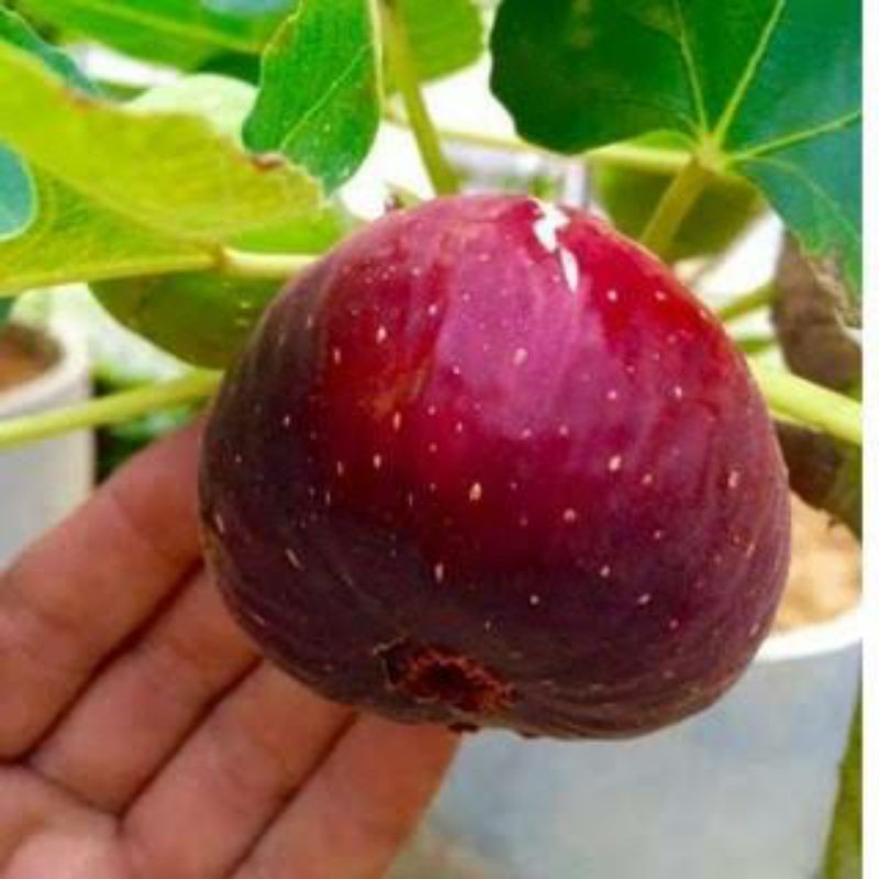 bibit cangkok pohon buah tin merah besar Super Red Hybrid