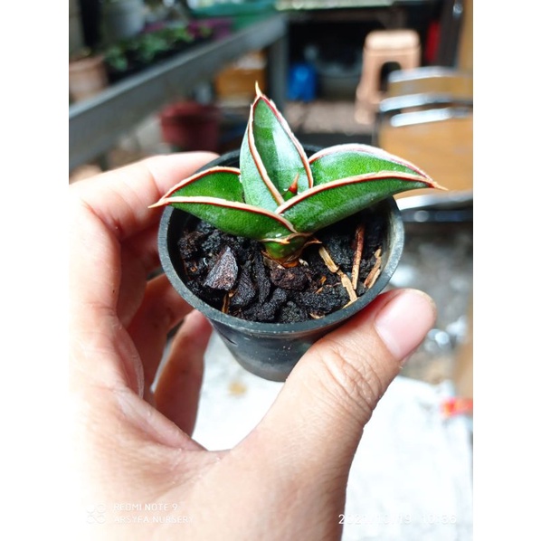 Tanaman hias mini sansevieria / sansivera rorida kecil anakan bibit pot 5cm